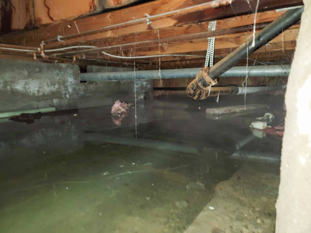 Best Local water damage restoration  in Hale Center, TX