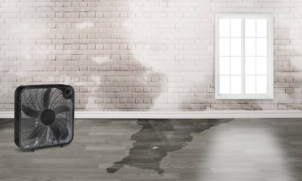 Best Professional water damage repair  in Hale Center, TX