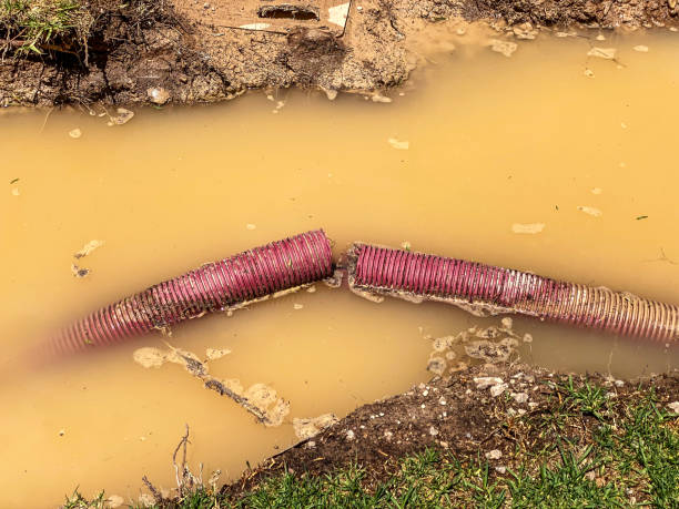Best Mold removal after water damage  in Hale Center, TX